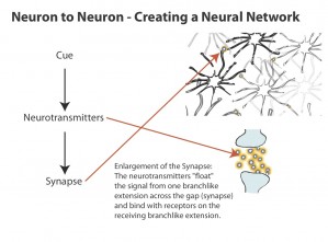 image 4.1-1NeurontoNeurton Image Courtesy: Irene E. Yu