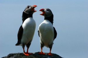 iStock_puffins.mall