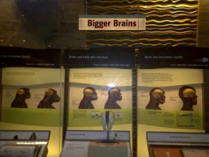 Image 2: author's photograph of the Evolution of the Human Brain portion from the Smithsonian Exhibit, Human Evolution, "What Does It Mean to Be Human?