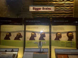 BrainEvolutionExhibit 300x225 Want to Get Through to Teens | Talk to Their Brains