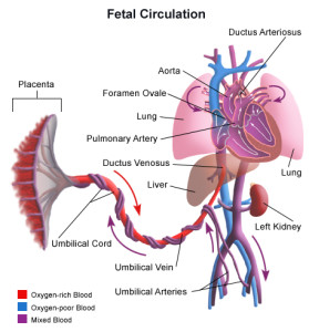 Why alcohol drinking during pregnancy can harm the fetus. Image source: University of Rochester Medical Center, Online Encyclopedia
