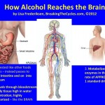 How the body processes alcohol - understand it and avoid causing or being the victim of secondhand drinking.