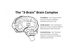Image 1 - The "3-Brain" Brain Complex. Photo courtesy: Jessica Scott