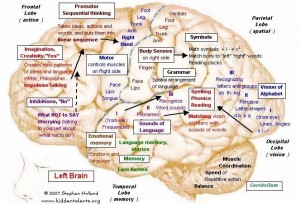 Left side of brain - activity in a specific area is governed by neural networks in that area. Source: HiddenTalents.org, http://hiddentalents.org/brain/113-maps.html