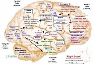 Right side of brain - activity in a specific area is governed by neural networks in that area. Source: HiddenTalents.org, http://hiddentalents.org/brain/113-maps.html