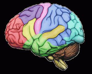 brain-full