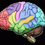 brain-full